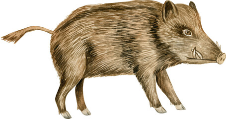 Hand drawn watercolor illustration with european wild boar isolated on white background.
