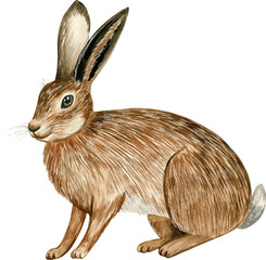 Watercolor hand drawn illustration with wild brown hare, isolated on white background © Svetlana