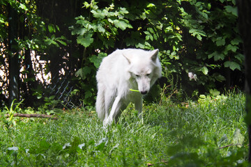 Fototapeta premium Adorable Arctic wolf standing in a grass