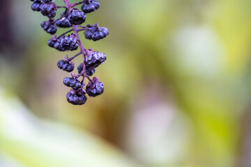 Wild plant Phytolacca americana, note shallow depth of field