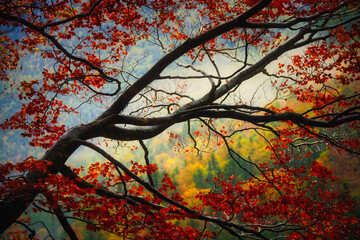 Tree branch with red leaves in autumn