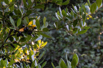 Image of green bay tree leaves / shoots (laurel / laurus nobilis),