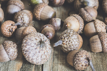 Many acorns on a wooden background. Autumn scene. 