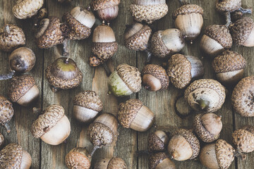 Many acorns on a wooden background. Autumn scene. 