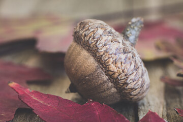 Close up of acorn with leaves on wooden background.