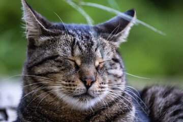 Turkish stray  greycat. Homeless cat. Istanbul Turkey,	