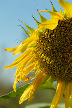 Beautiful sunflower on a sunny day with a natural background. Selective focus. sunflowers in the garden, flowers image