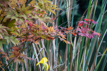 Acer japonicum, the Amur maple, Japanese-maple or fullmoon maple, is a species of maple native to Japan, and also southern Korea. Orange purple yellow green leaves