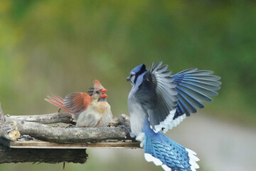 Cardinal fighting off jay off birdfeeder