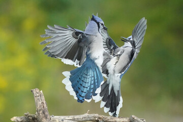 Blue Jays midair scrap