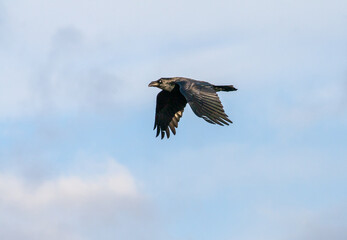 Common Raven Corvus corax with open wings flying on blue sky. Raven in flight.