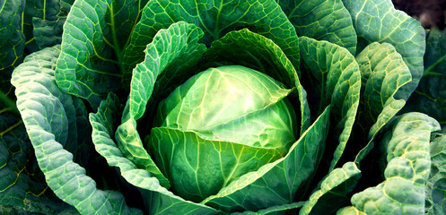 Fresh, white cabbage growing in a vegetable garden on a farm.