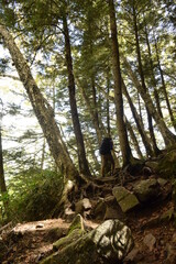 雲の上に浮かぶ燕岳、長野、北アルプス,、風水画