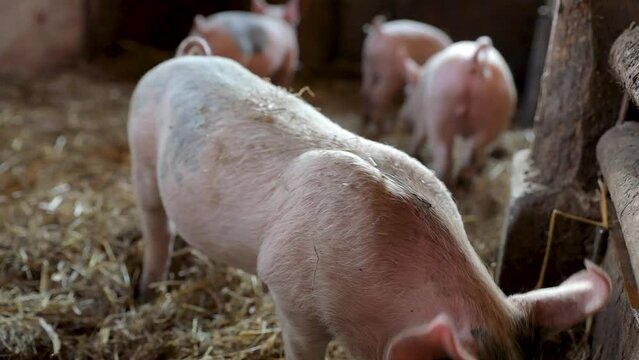 litter drift of pigs in a cattle farm