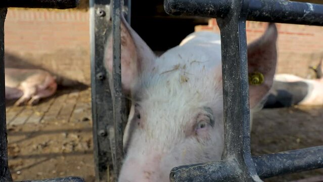 fat pig litter sounder of swine in a farm