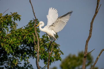 The great egret (Ardea alba)  also known as the common egret, large egret, or  great white egret or great white heron
