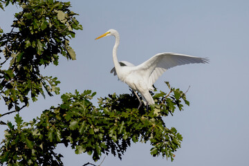 The great egret (Ardea alba)  also known as the common egret, large egret, or  great white egret or great white heron