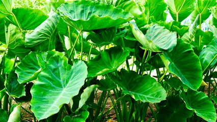 夏の青々とした里芋畑