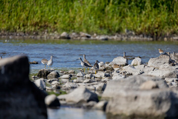 A shorebirds looking for food in shallow water in a river