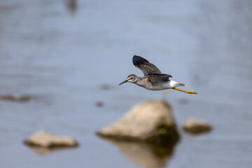 The lesser yellowlegs (Tringa flavipes). The shorebird in flight over river