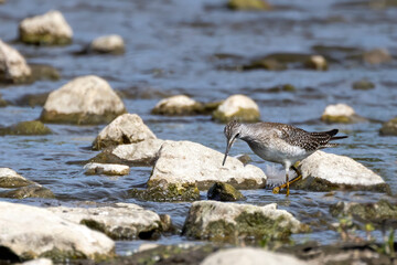 A shorebirds looking for food in shallow water in a river