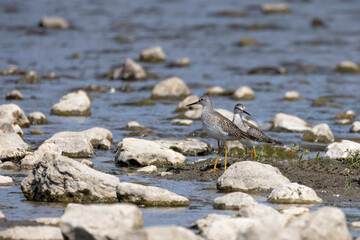 A shorebirds looking for food in shallow water in a river