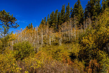Elk Creek Provincial Recreation Area Clearwater County Alberta Canada