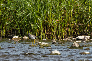 A shorebirds looking for food in shallow water in a river