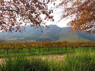 Winery, Stellenbosch, Western Cape, South Africa