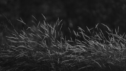 fluttering plants on a dark background in black and white colors