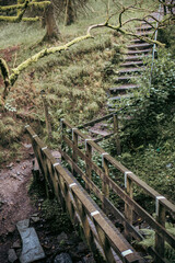 Close ups inside a dry English woodland area with a retro film look