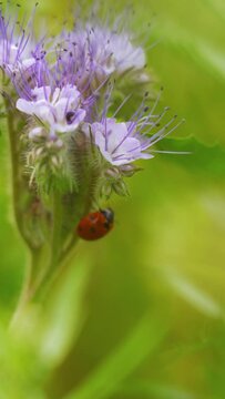 Red ladybug with black dots on the stem of a purple wild flower with blurred background