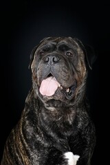 portrait of adult  bullmastiff in black background