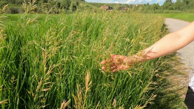 Hand of a beautiful woman padding soft green grass weat in warm daytime. girls hand feeling in a nature. walking in a park refreshing by touching fresh field. farming and care for nature concept.