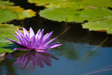 perple water lilly