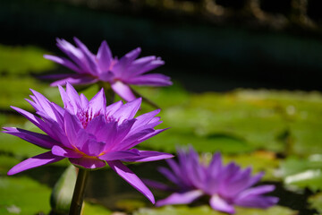 purple water lily