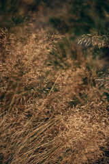 Dry scorched yellow grass on a summers day in the English countryside with a retro film look
