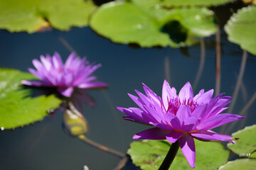 purple water lily