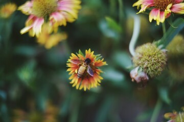 bee on a flower