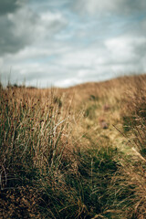 Obraz premium Dry scorched yellow grass on a summers day in the English countryside with a retro film look