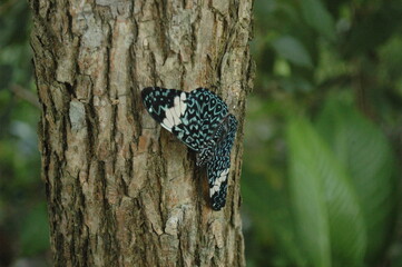 Borboleta azul