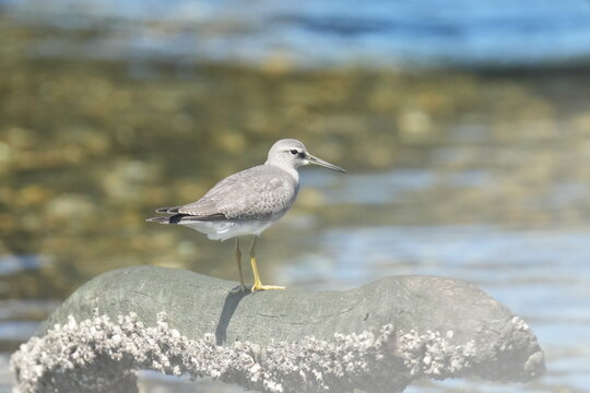 Grey Tailed Tattler In A Coast