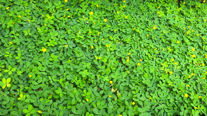 green grass pinto peanut (Arachis pintoi) as ground cover