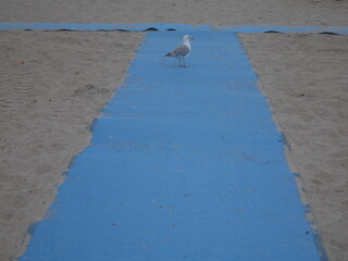 seagull on the beach