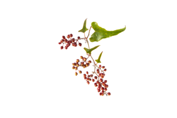 Jamaican or Honduran sarsaparilla branch with leaves and berries. Smilax ornata isolated transparent png