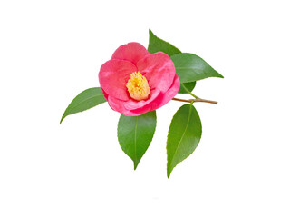 Pink camellia japonica semi-double form flower and leaves isolated transparent png. Japanese tsubaki. Chinese symbol of love. 