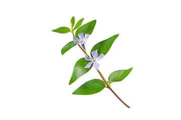 Vinca minor plant. Periwinkle branch with purple flowers and leaves isolated transparent png. Color trend of year 2022.