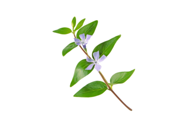 Vinca minor plant. Periwinkle branch with purple flowers and leaves isolated transparent png. Color trend of year 2022.