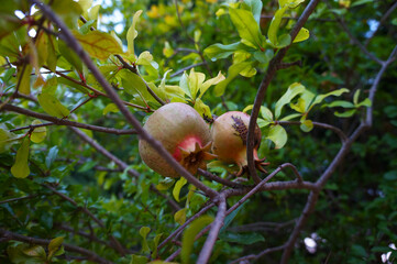 One small raw pomegranate fruit and green leaves in a large tree in direct sunlight in an orchard garden in a sunny summer day.