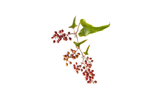 Jamaican or Honduran sarsaparilla branch with leaves and berries. Smilax ornata isolated transparent png